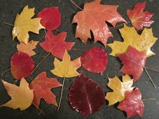 Preserve Fall Leaves 
