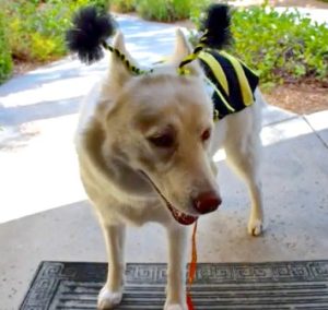 Perfect Costume Making Ideas for Dogs