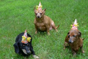 Doggie party hats