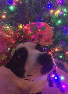 How to Make a Picture Perfect Holiday Dog Bow 