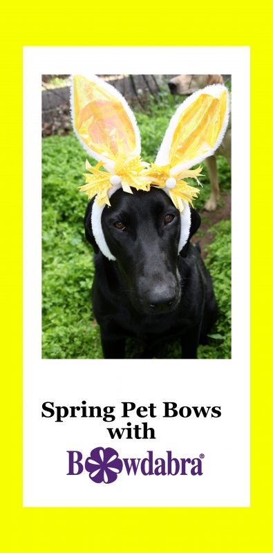 Spring pet bows