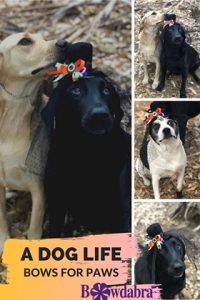 How to Make a Halloween dog Collar Buddy for Your Furry Friend