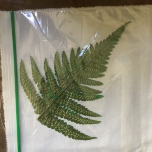 Painted Fern Covered with Plastic Bag